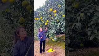 Grapefruit harvesting process [upl. by Einaej717]