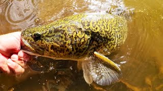 Murray cod lure fishing success late in April [upl. by Odnala]