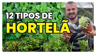 Como CULTIVAR diferentes tipos de HORTELÃ [upl. by Tove]