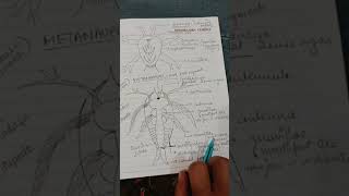 larval forms of crustaceans [upl. by Marijo]