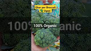 Ghar Per 100 Organic Broccoli 🥦 Ugaai 😃 broccoli broccoli plant vegetablegarden [upl. by Kloman39]