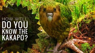 Kakapo  Description Characteristics and Facts [upl. by Myrt706]