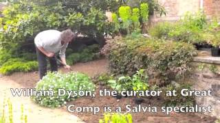 Great Comp Salvia Planting [upl. by Ive]