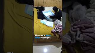 Woman wakes to find a purrfect surprise at the end of her bed Shorts [upl. by Yortal]