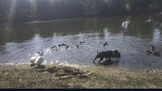 A Peace Walk in Mississippi peace nature love homestead [upl. by Adnesor130]