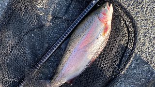 Rainbow Trout At The Tekapo Canal [upl. by Fantasia]