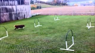 Hoopers  Nadac  HoopersAgility  Hundeschule gooddog Freudwil bei Uster [upl. by Roxana]