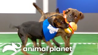 Adorable Highlights from Past Puppy Bowls  Animal Planet [upl. by Oinimreh]