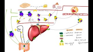 lipoproteins and cholesterol metabolism [upl. by Inalel]