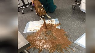 Dog eats chocolate projectile vomits in gross image Toblerone changed its chocolate  Compilation [upl. by Nairb779]