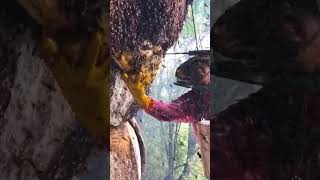 37 The Incredible Process of Honey Harvesting on the Cliffs shorts nature honeybee wild [upl. by Lovash]