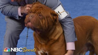 National Dog Show 2023 Working Group Full Judging  NBC Sports [upl. by Alis]