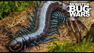 Best Centipede Showdowns  MONSTER BUG WARS [upl. by Tailor]