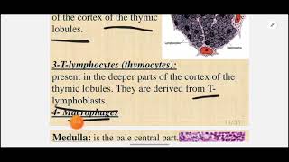 L3 Histo Thymus and Lymph NodesHPS 43 [upl. by Billye]