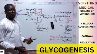 Metabolism  Glycogenesis [upl. by Willey604]