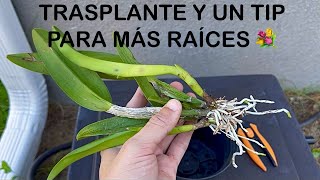 Trasplante de orquídea y una recomendación antes de trasplantar la orquídea [upl. by Ecallaw873]