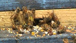 Wasps Attacking a Honey Bee Hive HoneyBees being robbed entrance reduced Yellow Jackets kill bees [upl. by Annie]