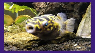 Live Feeding Figure 8 Puffer Butterbean [upl. by Ybroc]