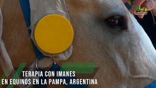 Terapia con imanes en equinos en la Pampa Argentina  TvAgro por Juan Gonzalo Angel Restrepo [upl. by Eelarual]