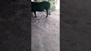 Mastitis treatment of cow [upl. by Darej]