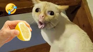 Ultimate Funny Cats and Dogs 😻🐶 Funniest Animals 😂 Part 10 [upl. by Ynatirb]