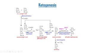 Ketone bodies metabolism [upl. by Zwart]