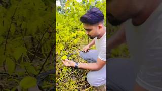 A beautiful little Kamranga tree care video shorts reel short [upl. by Fusco]