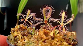 Propagating Drosera latifolia using leaf cuttings drosera propagation [upl. by Dimo]