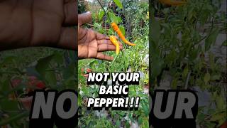 Upgrade Your Pepper Game Ft Orange Cayenne 🌶 [upl. by Ahsit]