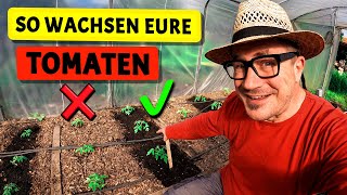 Wachstumsschub für eure Tomaten  Terra Preta Küken Gartenarbeiten im Mai [upl. by Sum678]