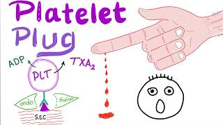 Platelet Plug  Primary Hemostasis  Platelet Adhesion amp Aggregation  How The Clot Forms [upl. by Okihsoy487]