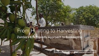 From Hunting to Harvesting Zambia’s ecofriendly approach to beekeeping [upl. by Ty411]