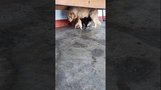 Golden retriever vs cute puppyshortsWhy This Golden Retriever is About to Make You Sad [upl. by Yrellav837]