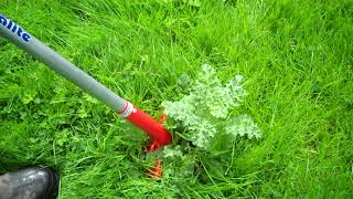 How To Get Rid of Ragwort [upl. by Memberg]