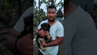 Ranchi to Siliguri  sucessful delivered  Long coat German shepherd  Customer review [upl. by Ahtnahc]