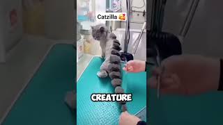 Cat  Godzilla  CATZILLA 🤣🤣 [upl. by Enait]