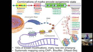 MIT CompBio Lecture 08  Epigenomics [upl. by Ahsienek]