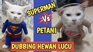 KUMPULAN VIDEO KUCING LUCU BIKIN NGAKAK [upl. by Irolav]