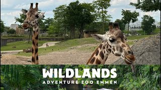 WILDLANDS Adventure Zoo Emmen 27072024 [upl. by Znarf]