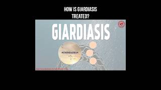 How is giardiasis treated giardia giardiasis parasite helminth [upl. by Iznyl]