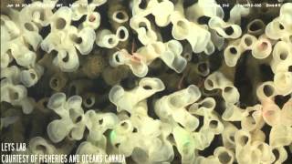 Glass Sponge Reefs  The Basics [upl. by Keare703]