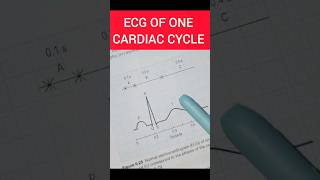 ECG of one Cardiac Cycle 🫀 One Shot on One Chart 🔥 ecg cardiaccycle shorts shortsfeed viral [upl. by Leta]