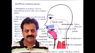 First Year  Chapter 12  Nutrition  Part 18  Swallowing  Deglutition [upl. by Alden]