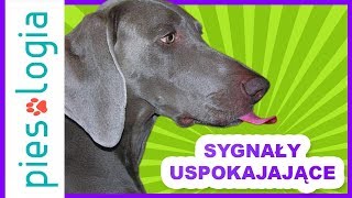 Sygnały uspokajające [upl. by Akemat]