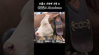 세상에 이런 젖소가 있어요  아봉덩스 소🐂 [upl. by Gelman]