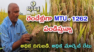 MTU 1262 వరి రకంతో అధిక దిగుబడి అధిక మార్కెట్ రేటు  Best Paddy Variety MTU 1262  Karshaka Mitra [upl. by Leidag]