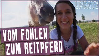 Vom Fohlen zum Reitpferd Update ♥♥♥ [upl. by Elbring931]