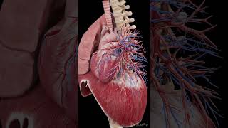 3d anatomy of the heart and diaphragm anatomy meded science [upl. by Etnoel]