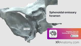 Sphenoidal emissary foramen of sphenoid bone [upl. by Solraced828]