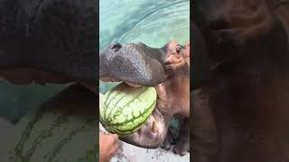 Hippopotamus love to eat watermelon Hippopotamus eat watermelon The mouth of the big hippopota [upl. by Faden]